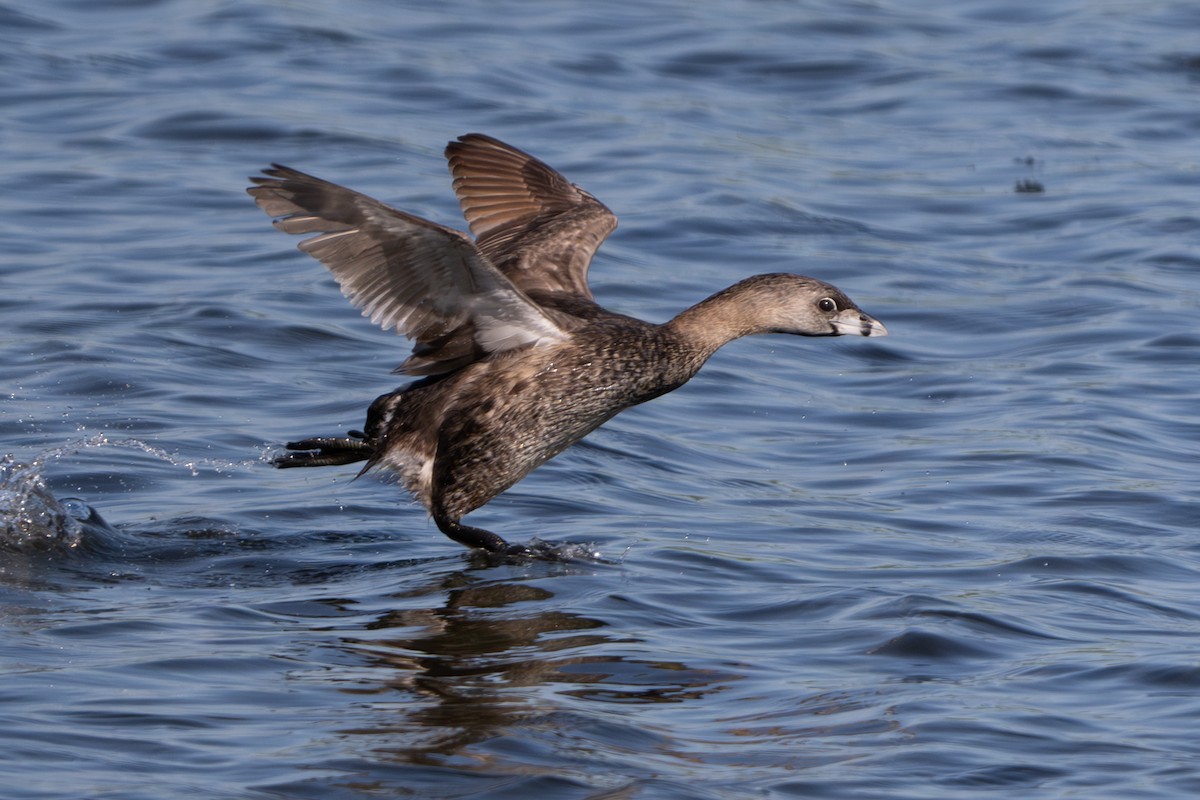 Pied-billed Grebe - ML620910069