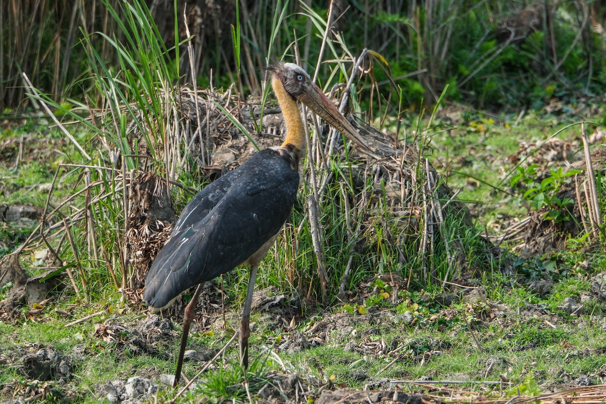 Lesser Adjutant - ML620910070