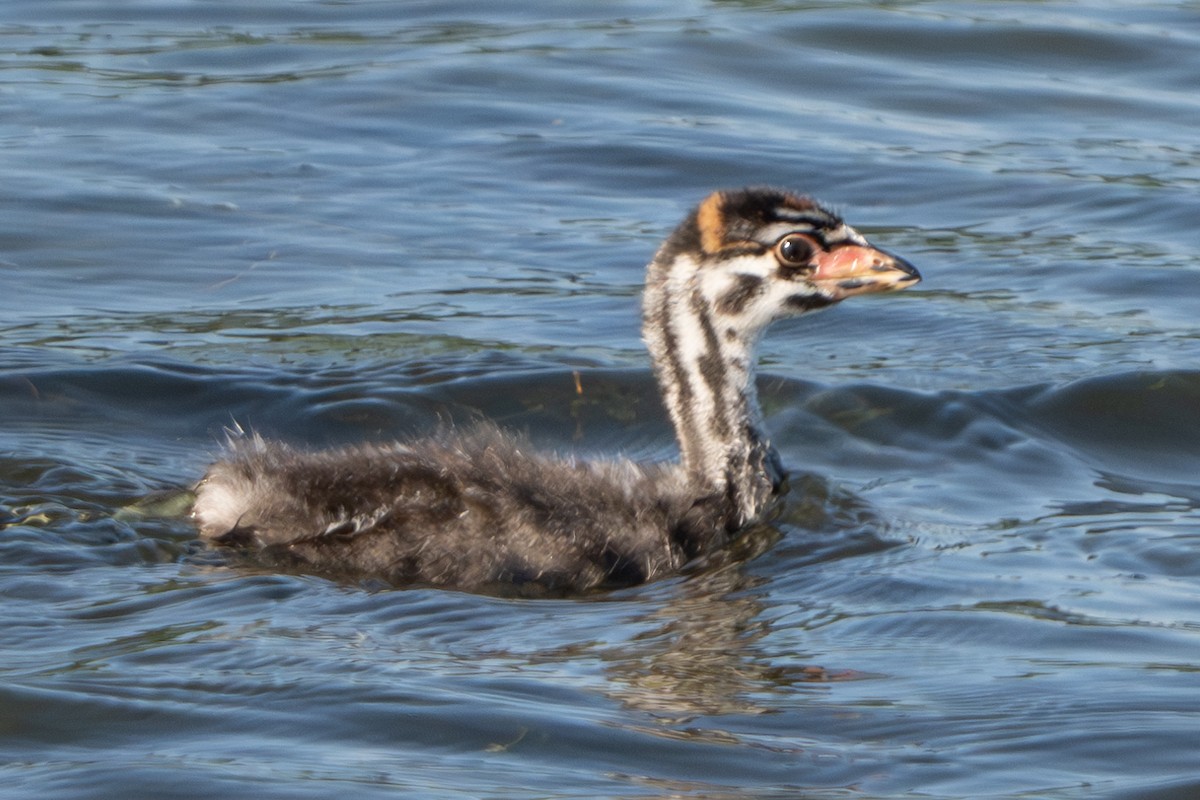 Pied-billed Grebe - ML620910074