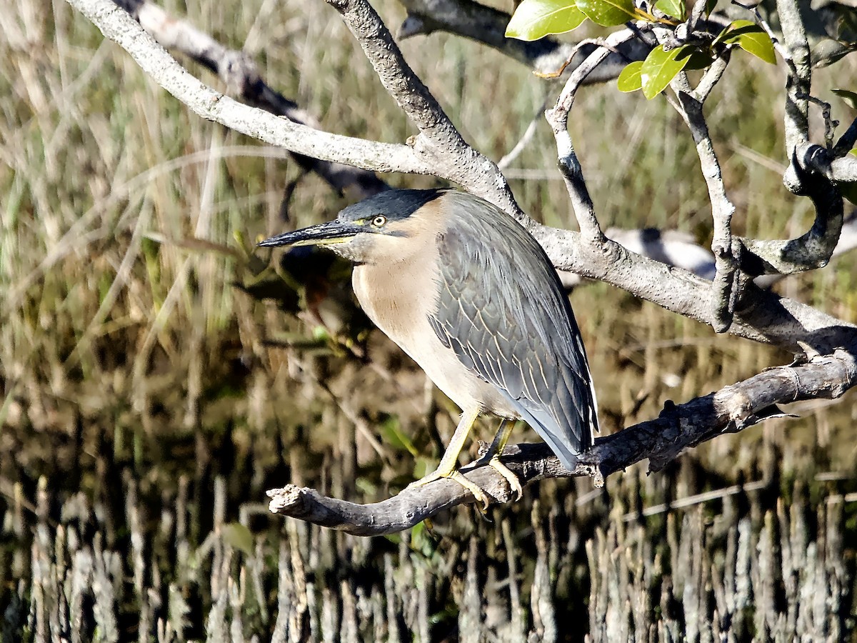 Striated Heron - ML620910077