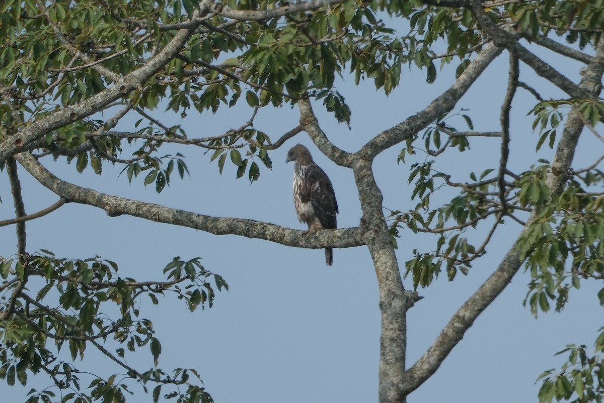 Águila Variable - ML620910079