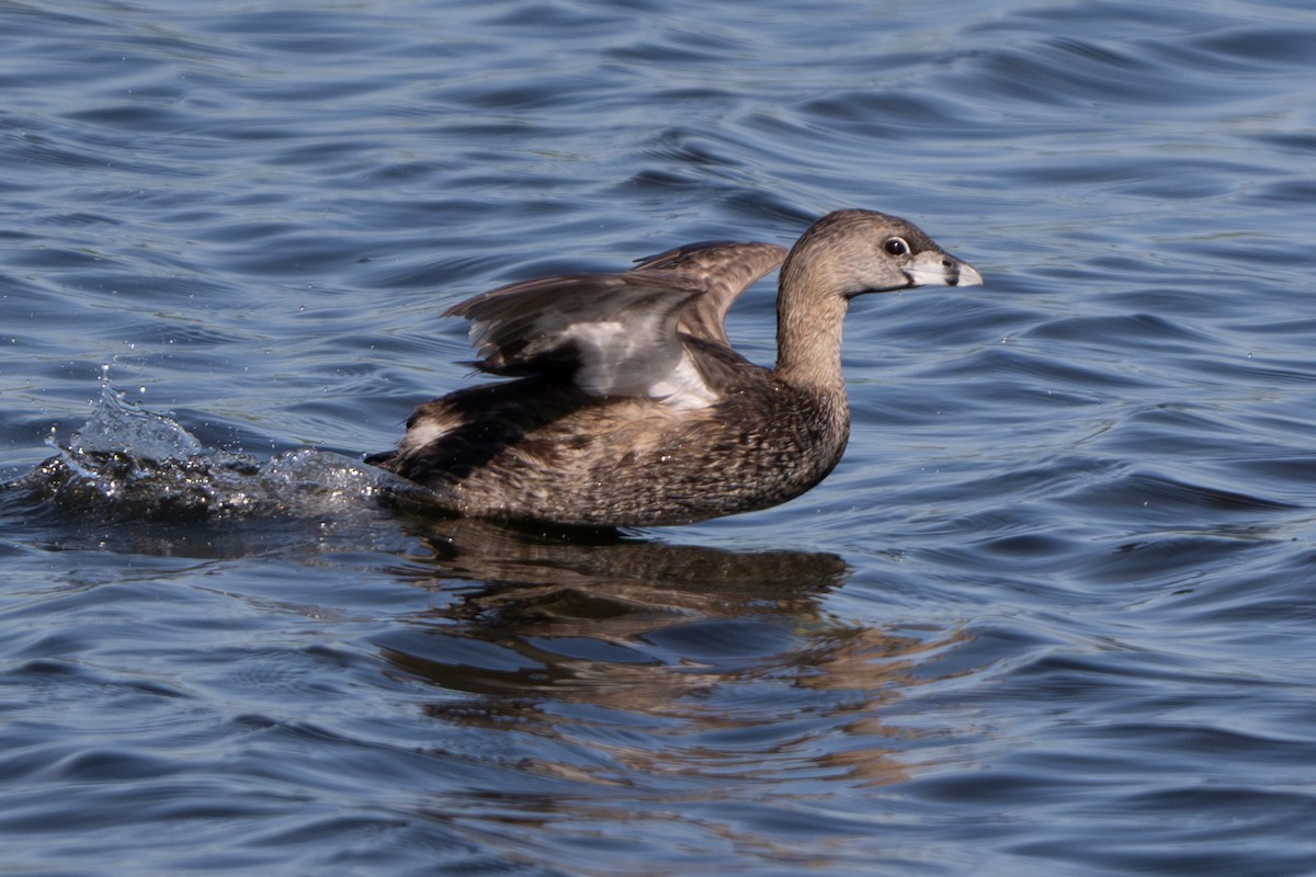 Pied-billed Grebe - ML620910080