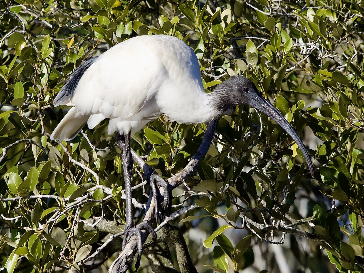 Ibis à cou noir - ML620910081