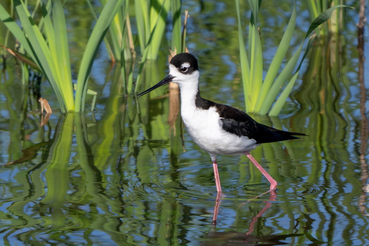 Black-necked Stilt - ML620910087