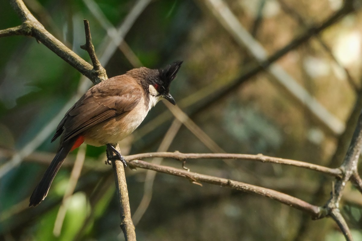 Red-vented Bulbul - ML620910088