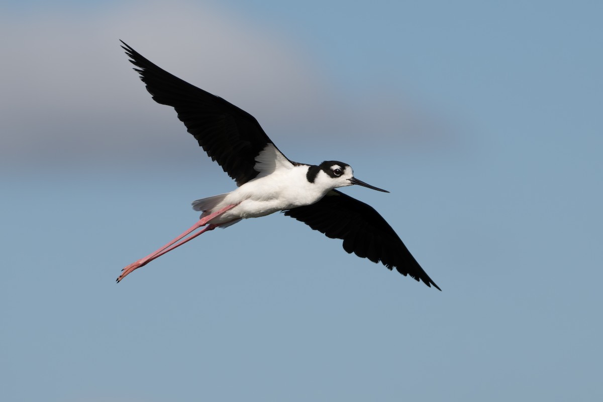 Black-necked Stilt - ML620910090