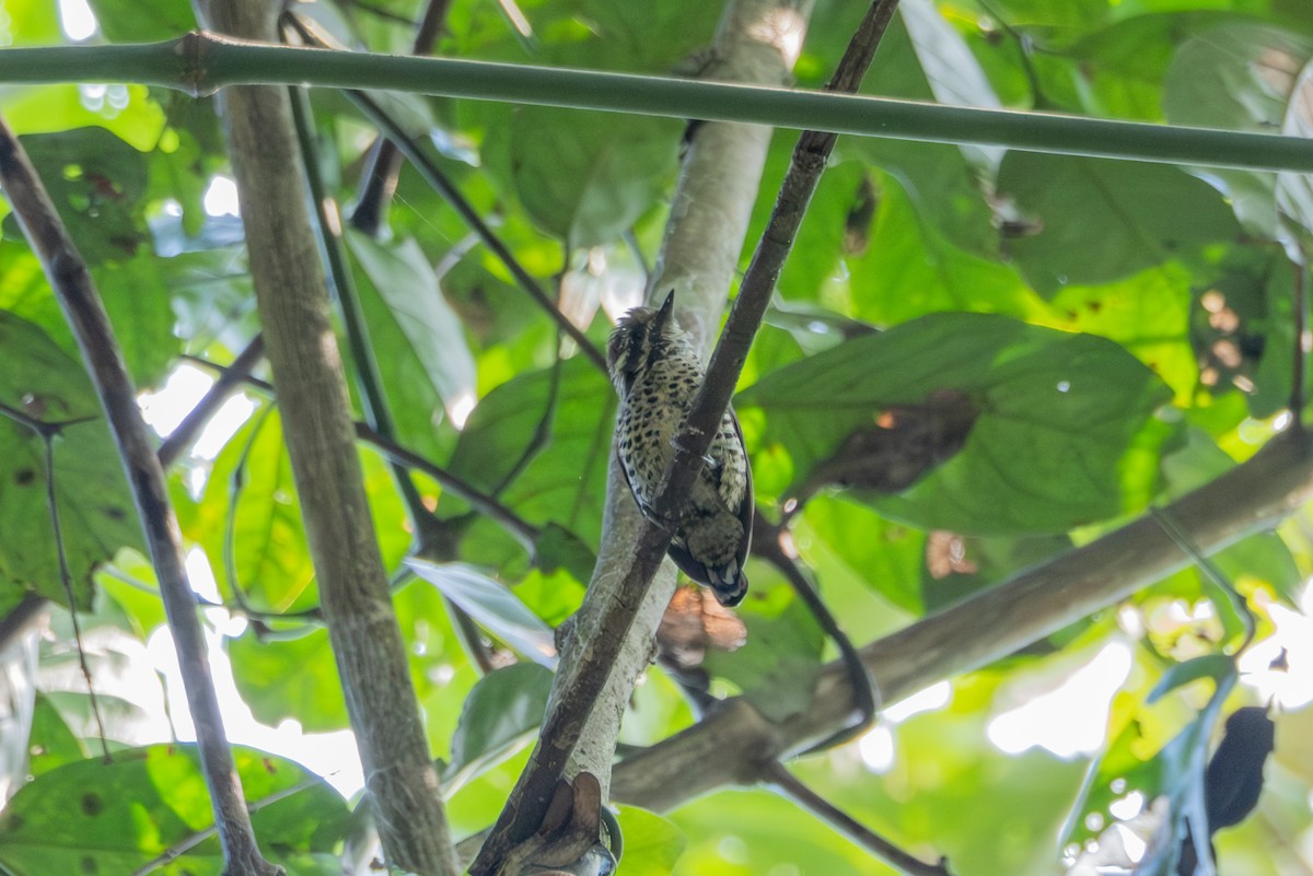 Speckled Piculet - ML620910091