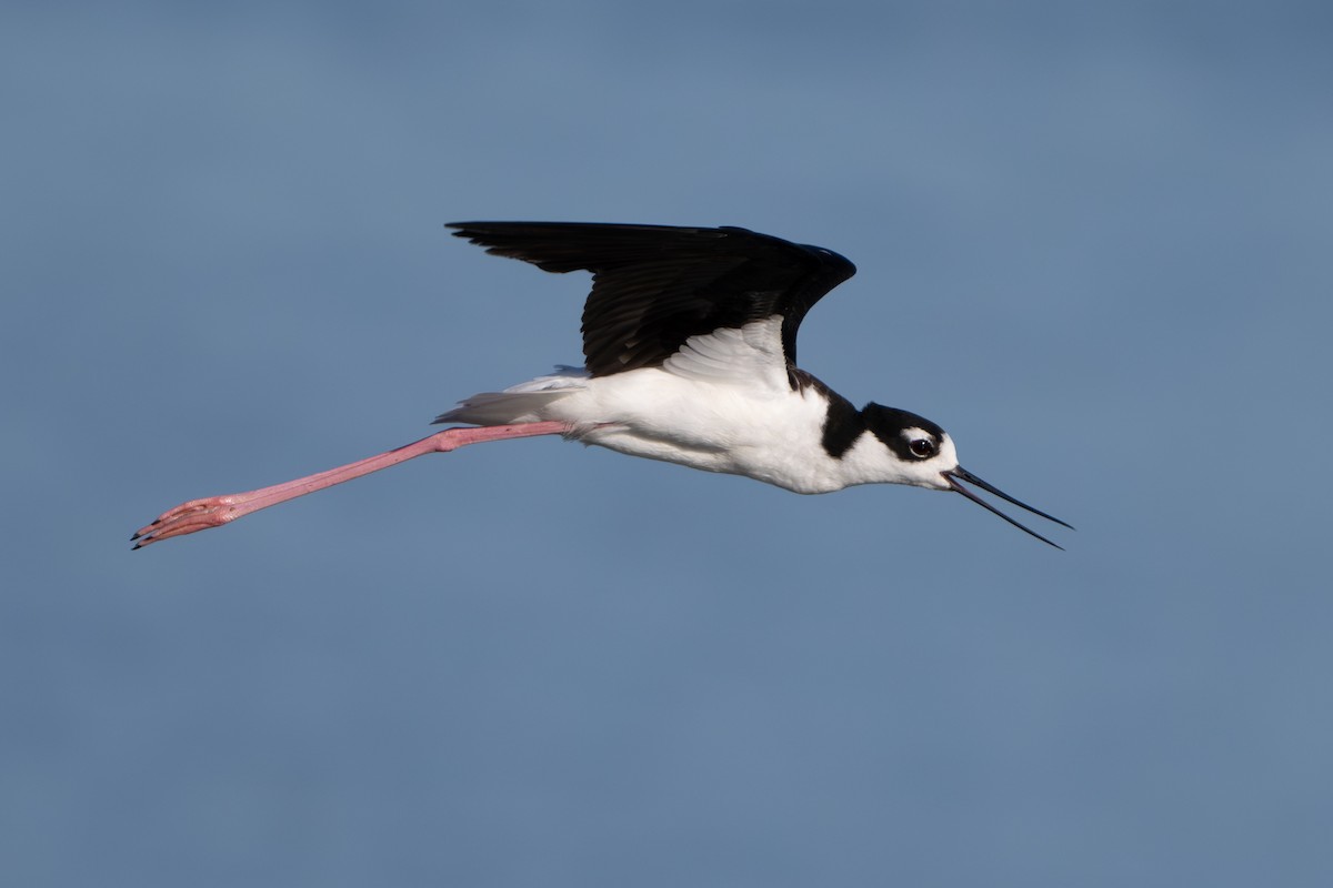 Black-necked Stilt - Nadine Bluemel