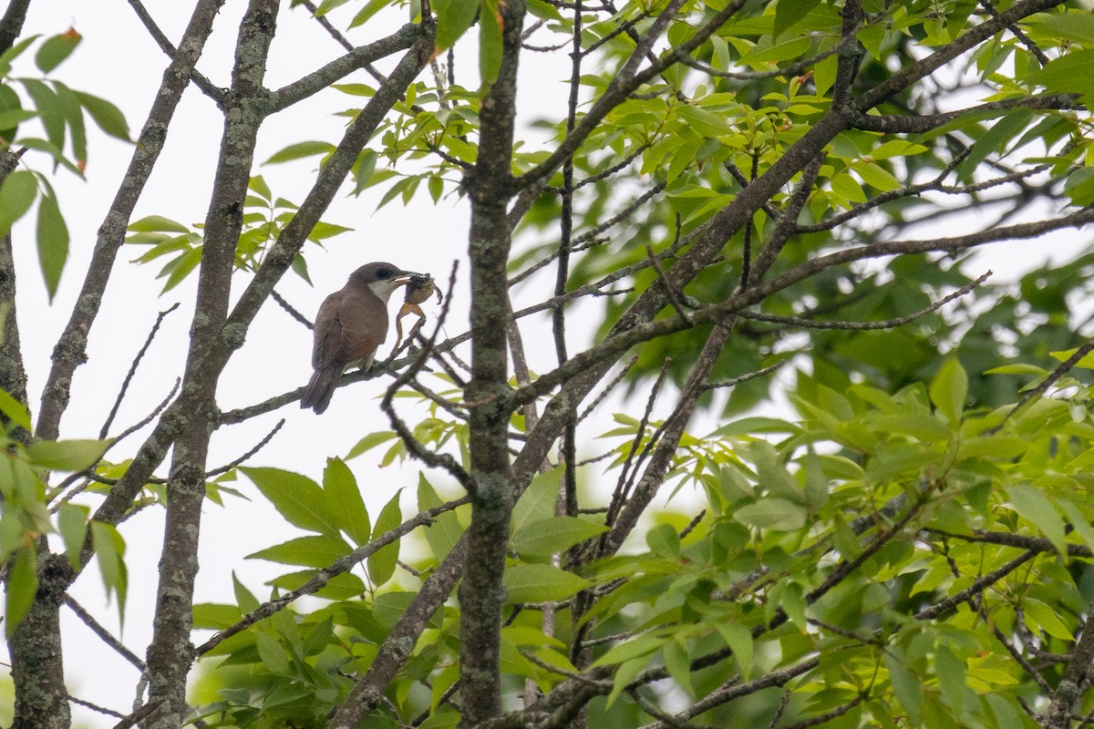 Yellow-billed Cuckoo - ML620910095