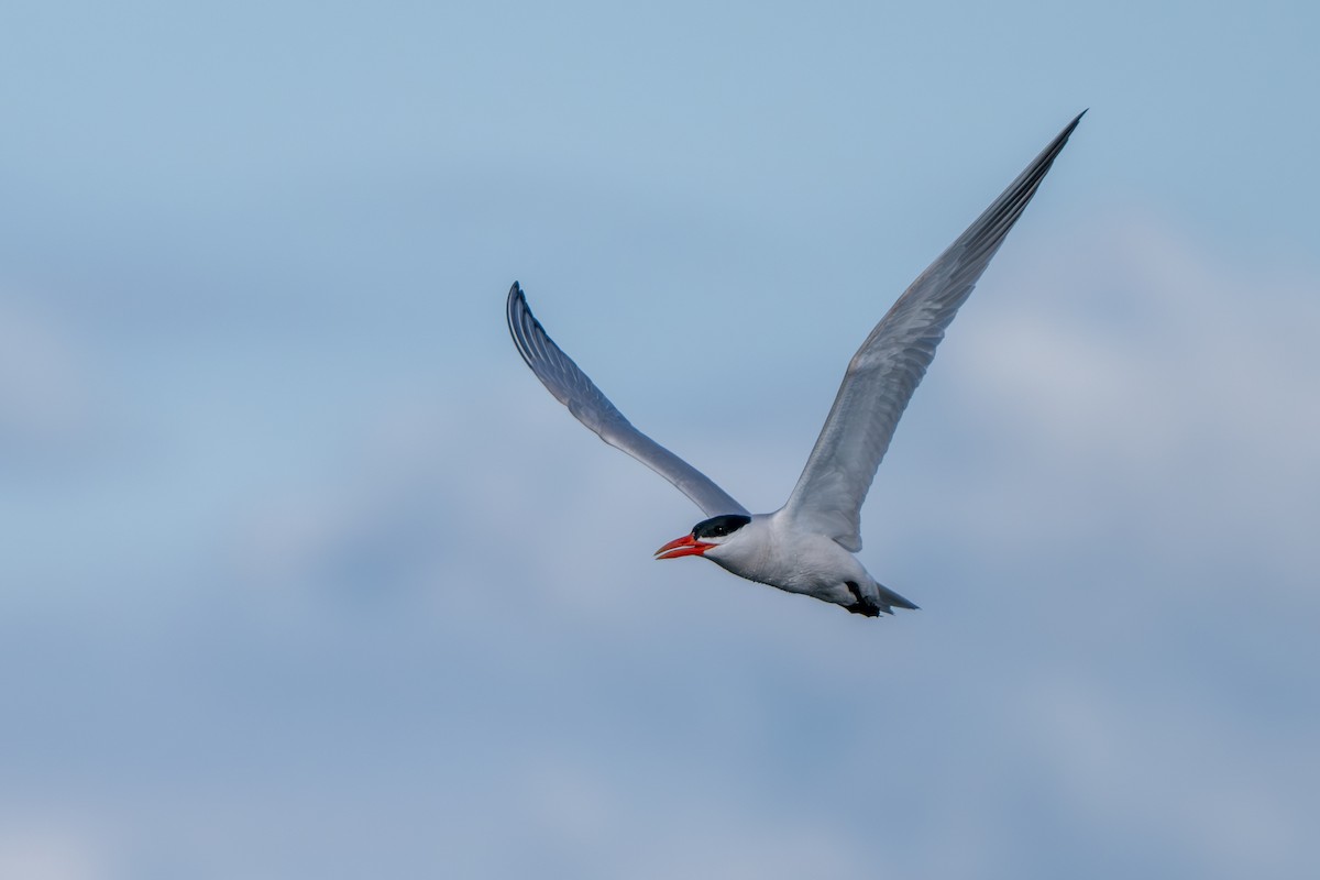 Caspian Tern - ML620910102