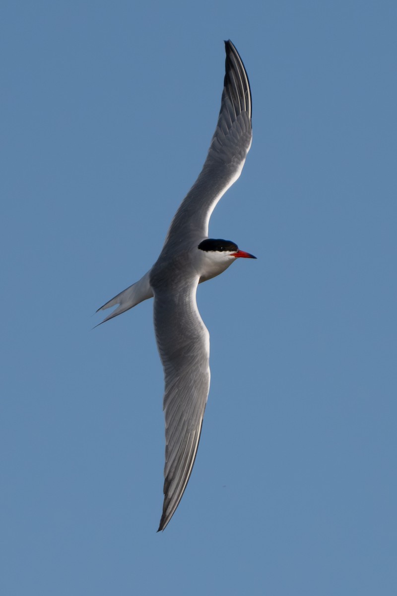 Common Tern - ML620910105