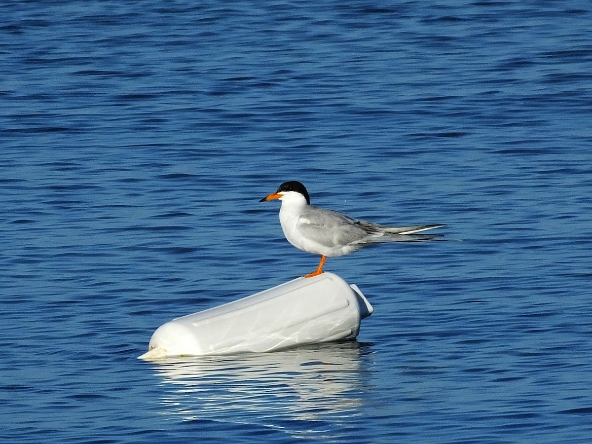 Forster's Tern - ML620910106