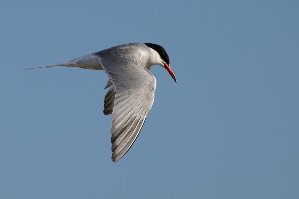Common Tern - ML620910108