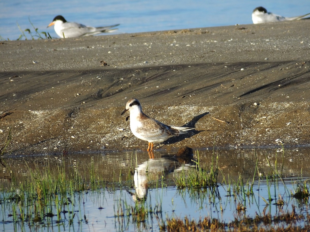 Forster's Tern - ML620910109