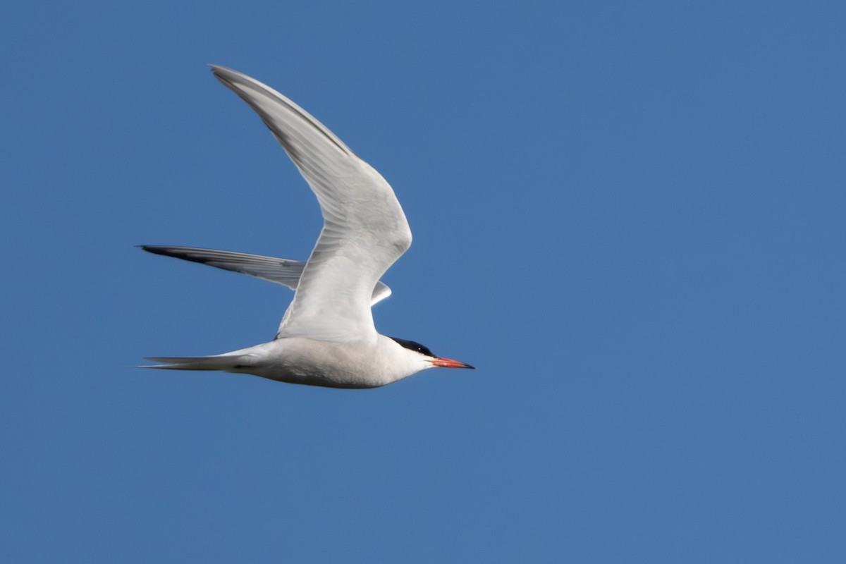 Common Tern - ML620910112