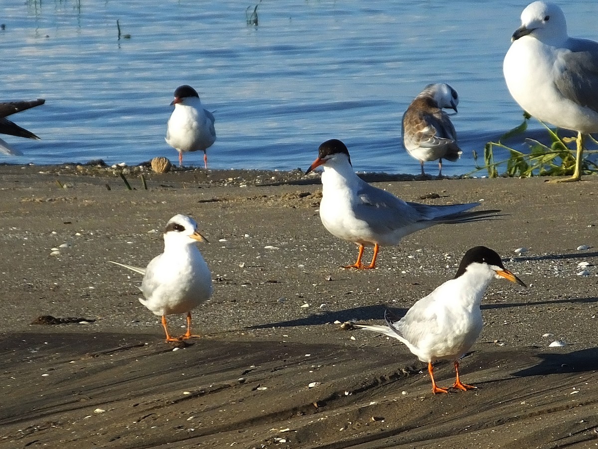 Forster's Tern - ML620910113