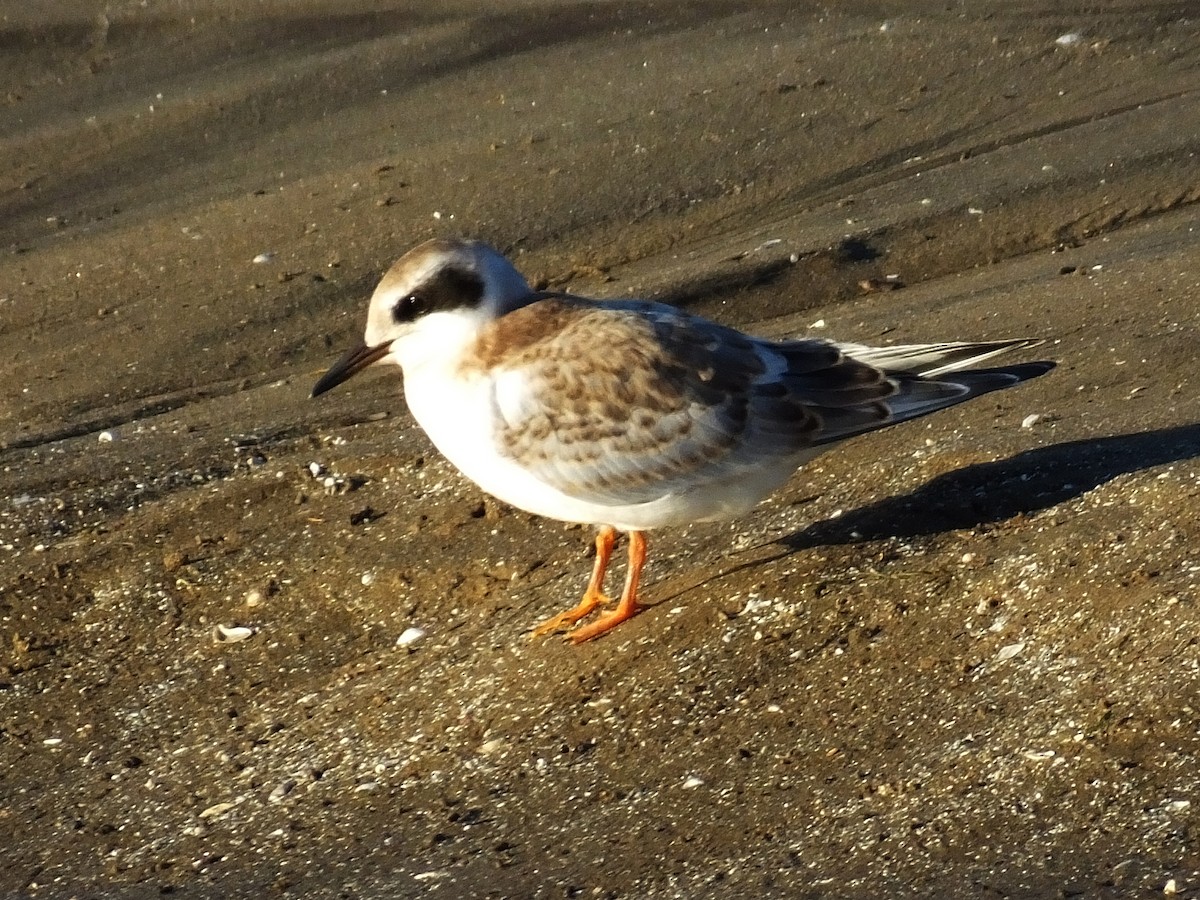 Forster's Tern - ML620910114