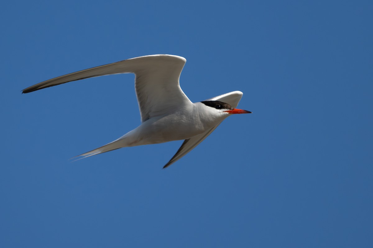 Common Tern - ML620910115