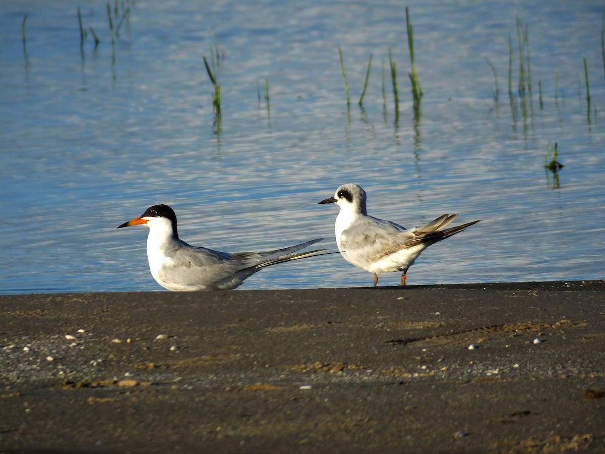 Forster's Tern - ML620910116