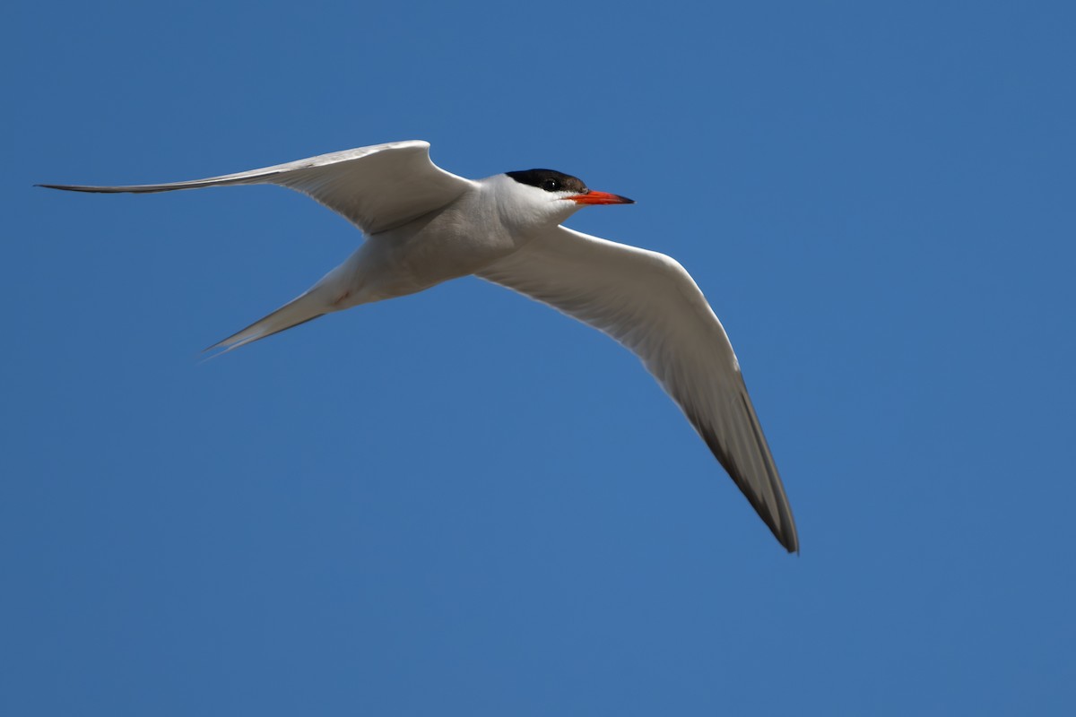 Common Tern - ML620910117