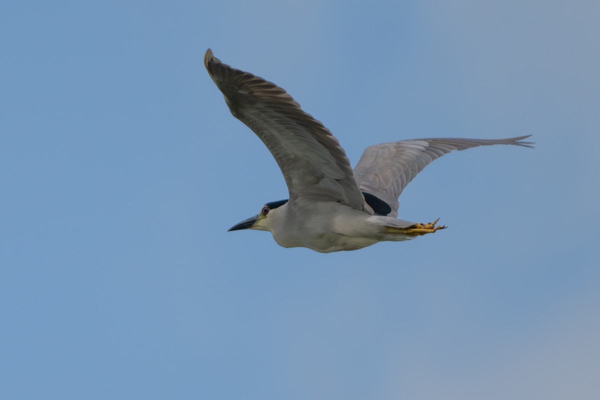 Black-crowned Night Heron - ML620910123