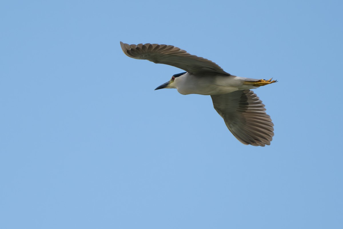 Black-crowned Night Heron - ML620910124