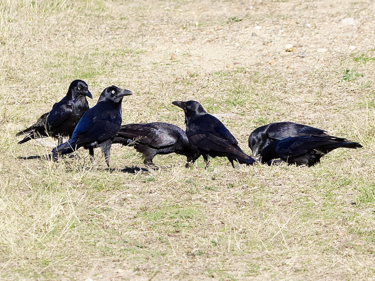 Corbeau d'Australie - ML620910129