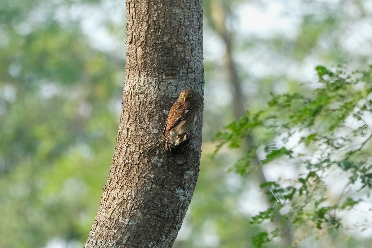 Asian Barred Owlet - ML620910132