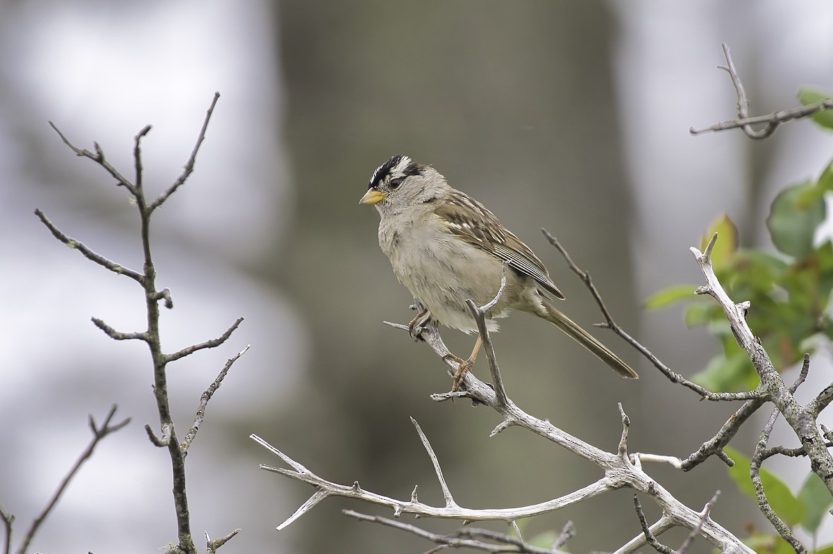 White-crowned Sparrow - ML620910136