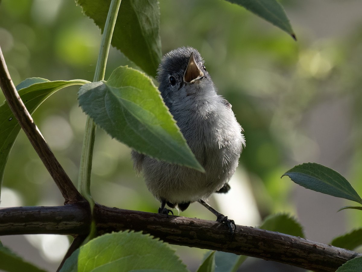 Perlita Californiana - ML620910144