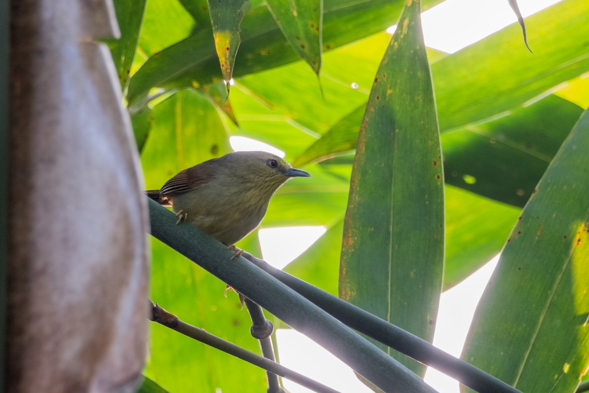 Pin-striped Tit-Babbler - ML620910145