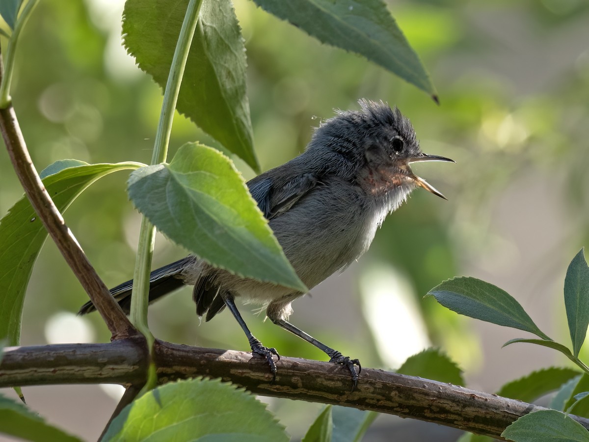 California Gnatcatcher - ML620910146