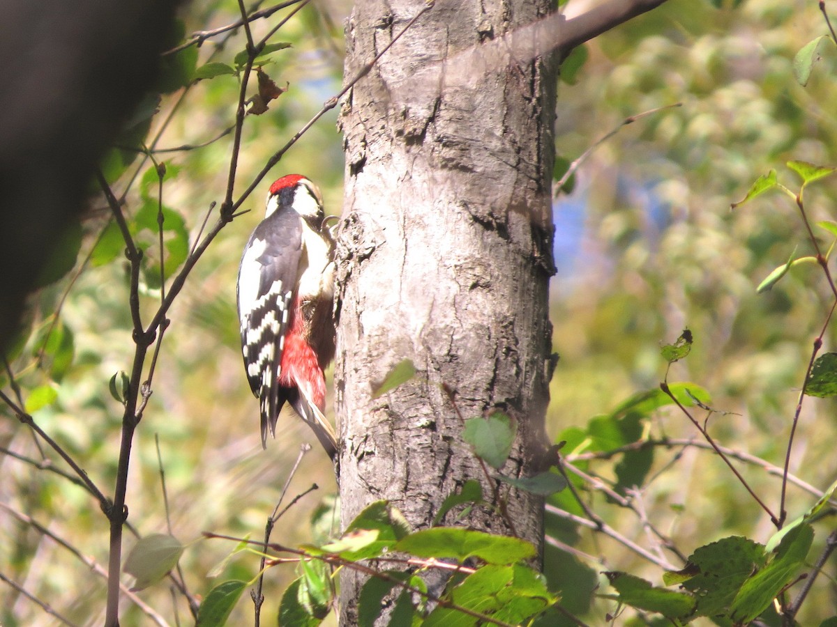 Great Spotted Woodpecker - ML620910147