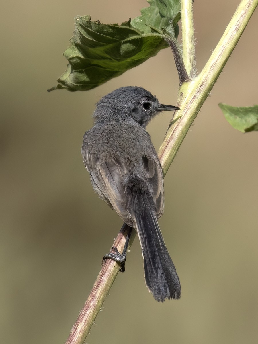 California Gnatcatcher - ML620910148