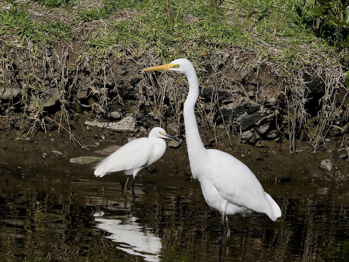 Little Egret - ML620910162