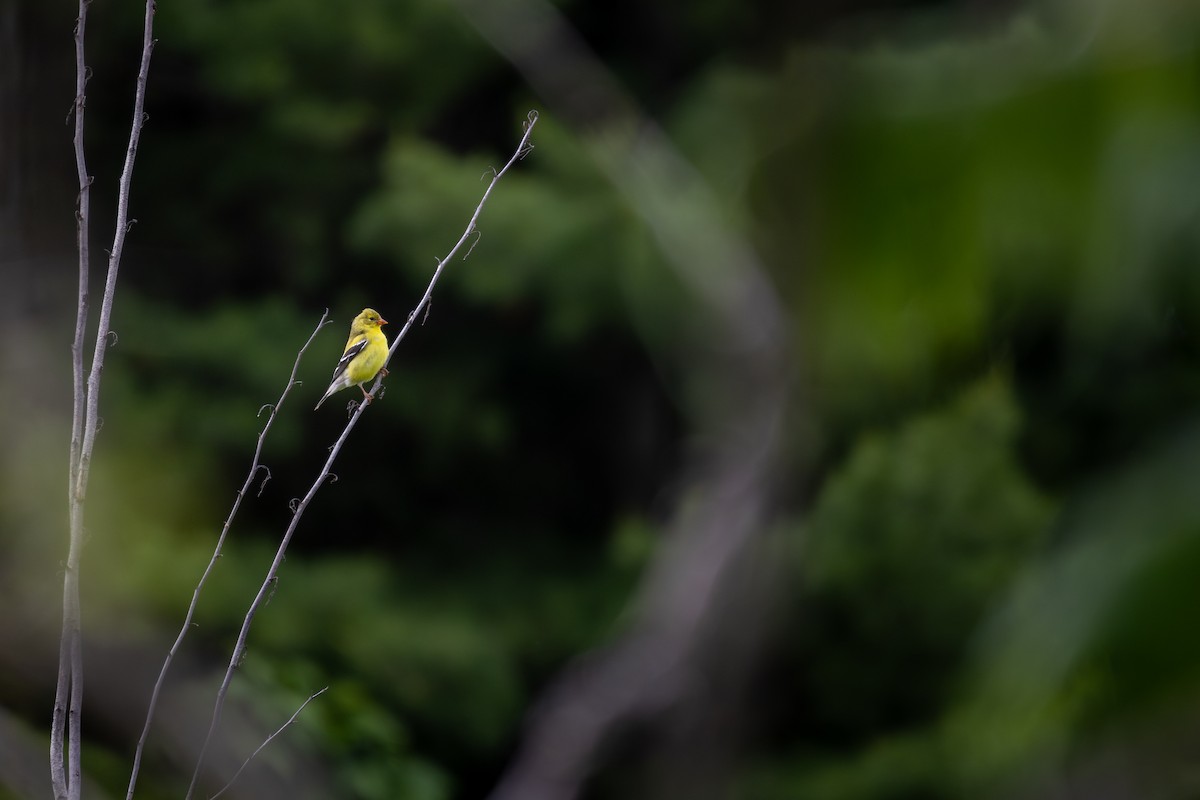 American Goldfinch - Rain Saulnier