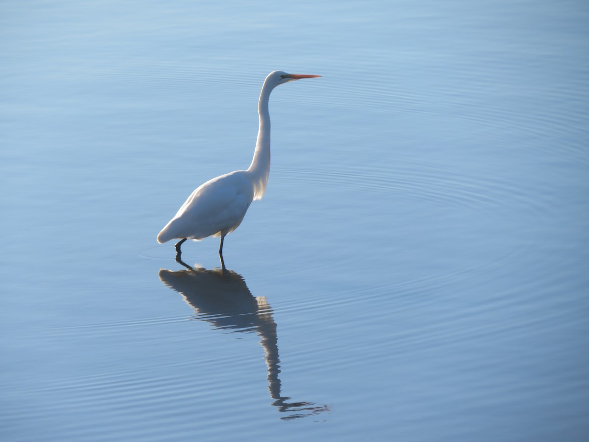 Great Egret - ML620910168