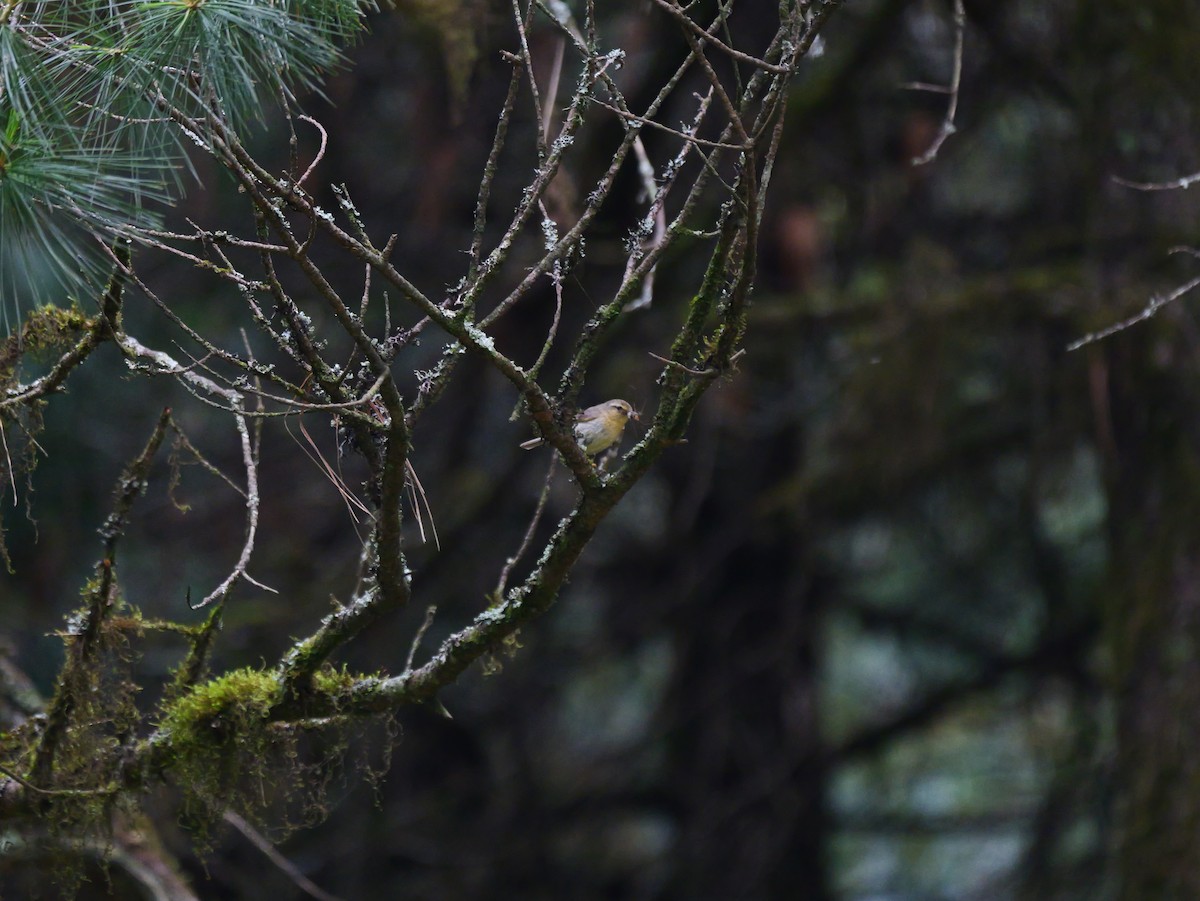 Buff-throated Warbler - ML620910171