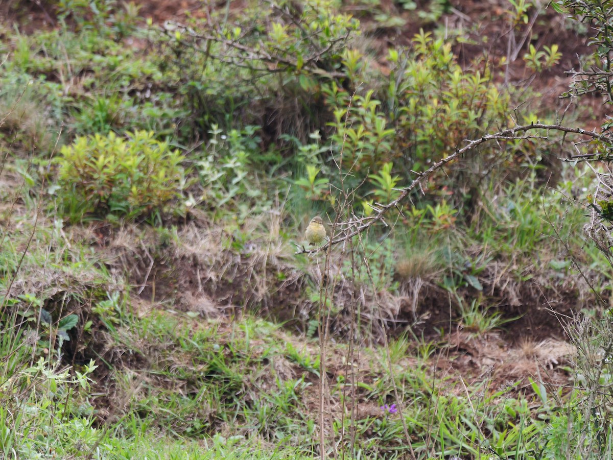 Buff-throated Warbler - ML620910173