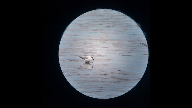 Бонапартова чайка - ML620910187