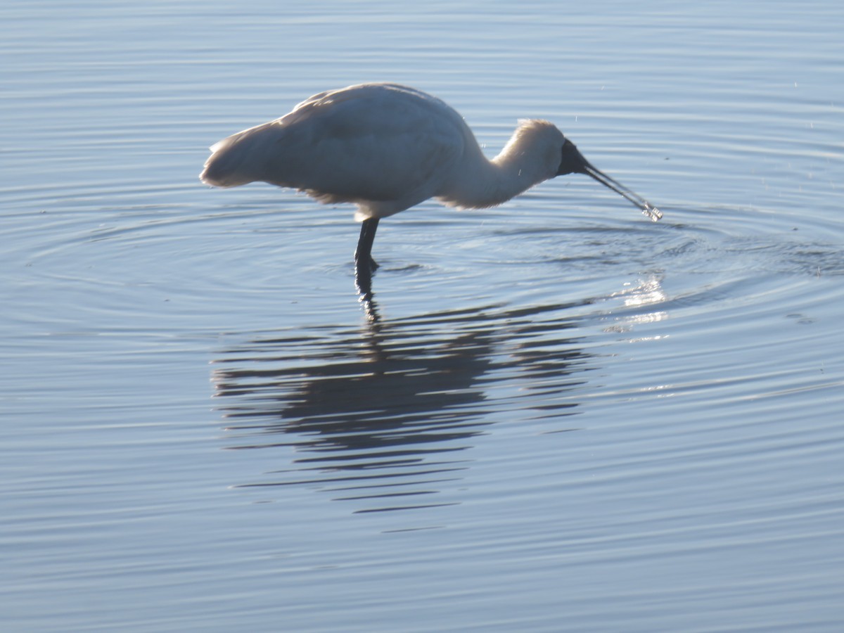 Royal Spoonbill - ML620910199