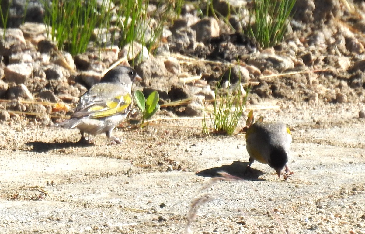 Lawrence's Goldfinch - ML620910213
