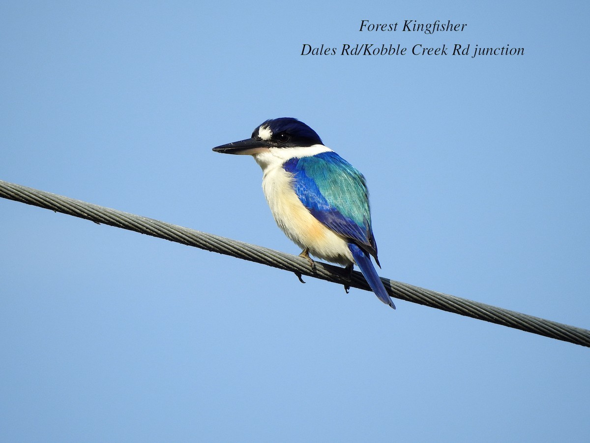 Forest Kingfisher - ML620910225