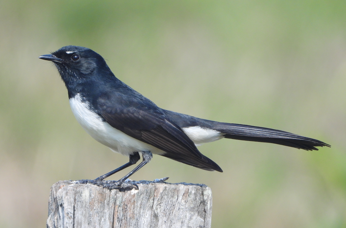 Willie-wagtail - ML620910234