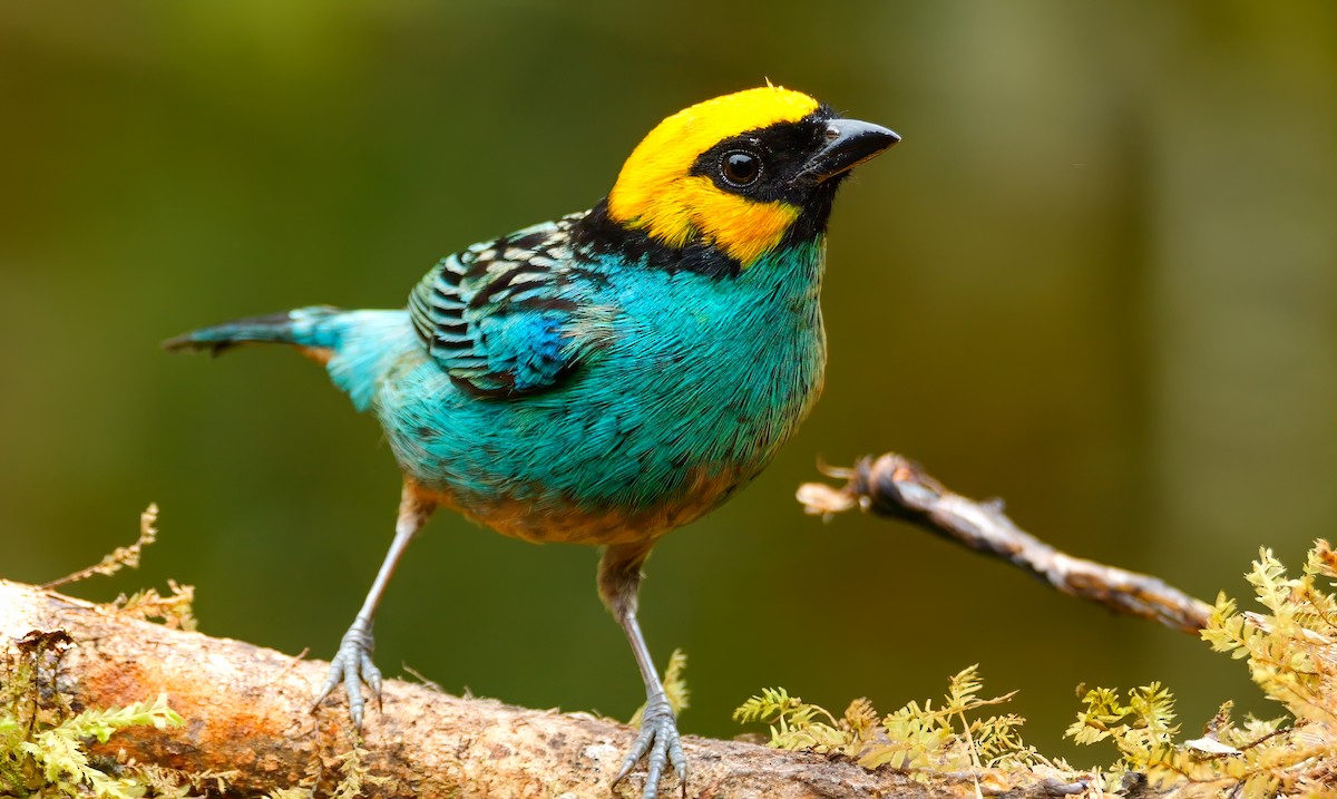 Saffron-crowned Tanager - ML620910237