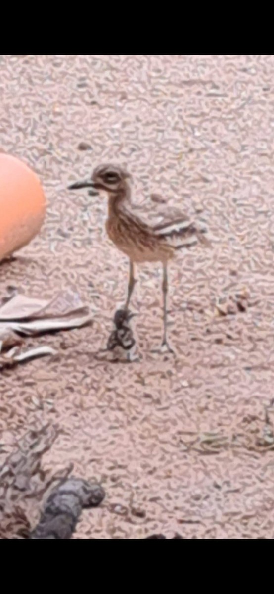 Indian Thick-knee - ML620910245