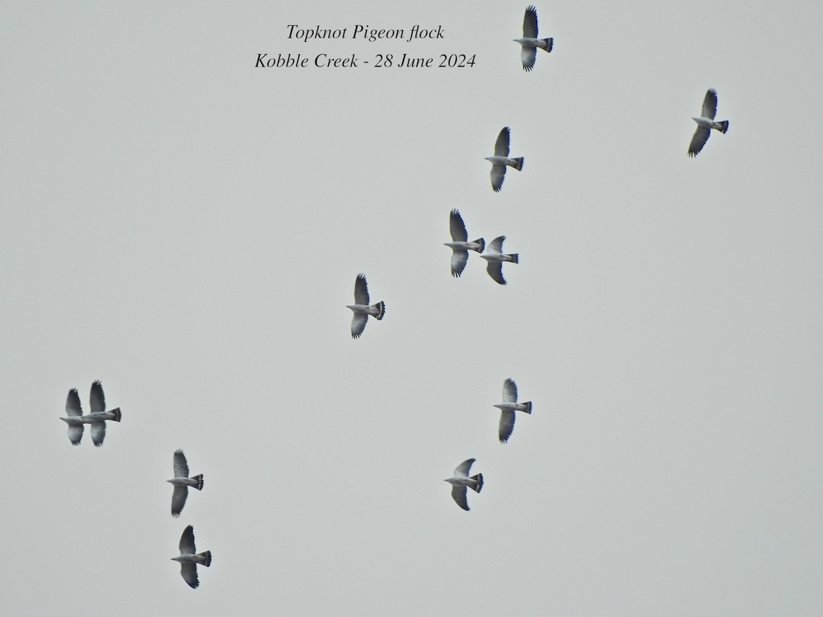 Topknot Pigeon - ML620910247