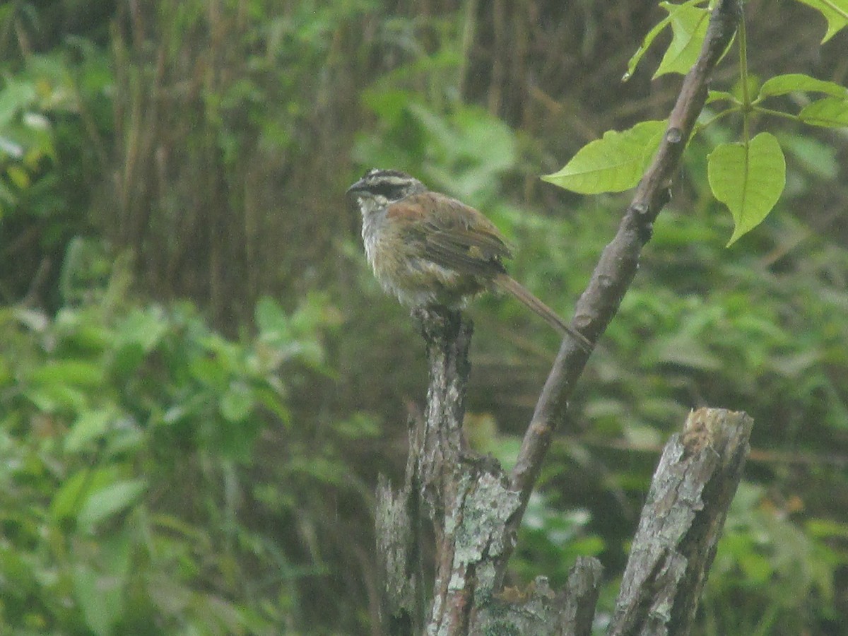 Stripe-headed Sparrow - Russell Barrantes
