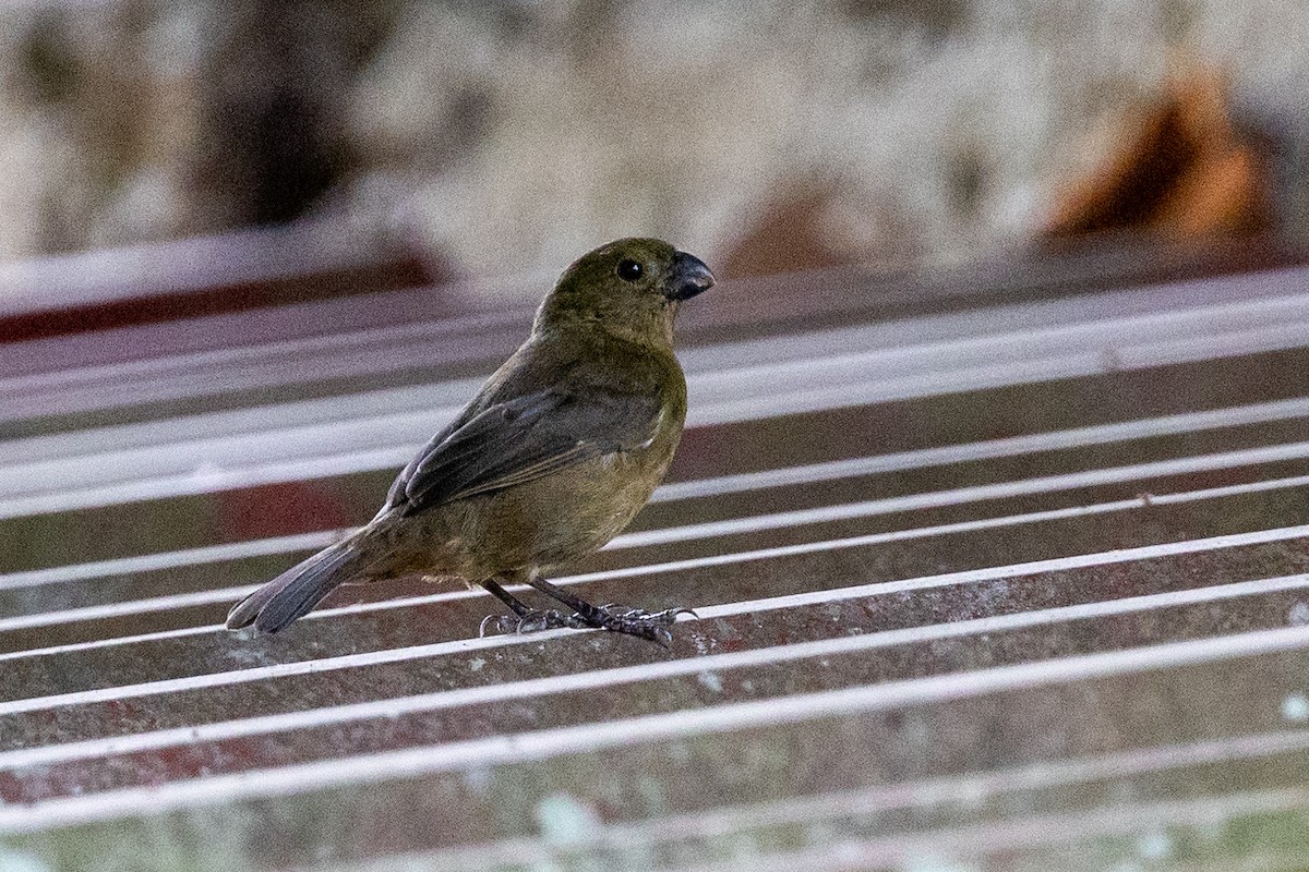Variable Seedeater - ML620910289