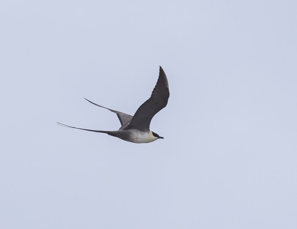 Long-tailed Jaeger - ML620910319